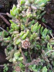 Drosanthemum hispifolium