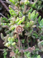 Drosanthemum hispifolium, photograph (c) Jared Zachary Herman, some rights reserved (CC BY)