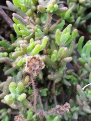 Drosanthemum hispifolium, photograph (c) Jared Zachary Herman, some rights reserved (CC BY)