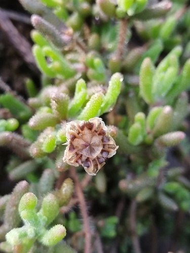 Drosanthemum hispifolium, photograph 4