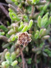 Drosanthemum hispifolium, photograph (c) Jared Zachary Herman, some rights reserved (CC BY)