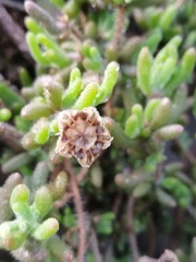 Drosanthemum hispifolium, photograph (c) Jared Zachary Herman, some rights reserved (CC BY)