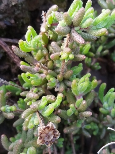 Drosanthemum hispifolium, photograph 6