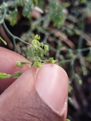 Asparagus declinatus, photograph (c) Jared Zachary Herman, some rights reserved (CC BY)