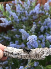 Andrena cerasifolii