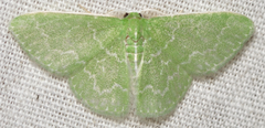 Synchlora aerata