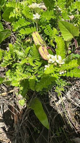 Osteomeles anthyllidifolia observed 2026-04-26