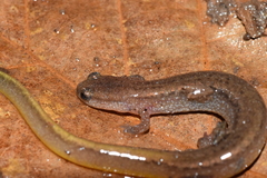 Eurycea multiplicata