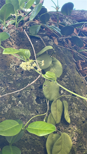 Hoya australis observed 2026-04-26
