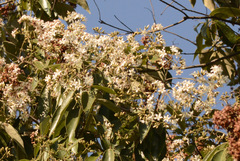 Cordia trichotoma