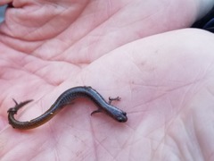 Eurycea multiplicata