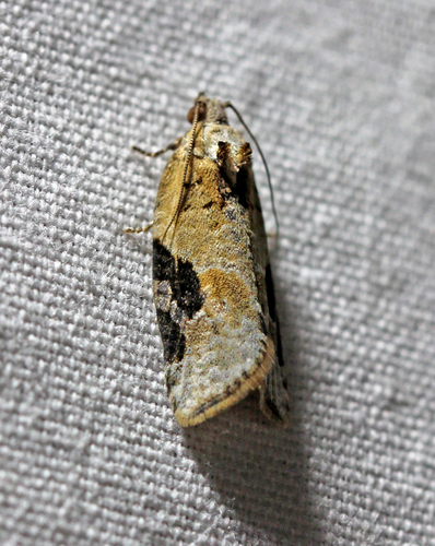 Gray-banded Leafroller Moth photo 6