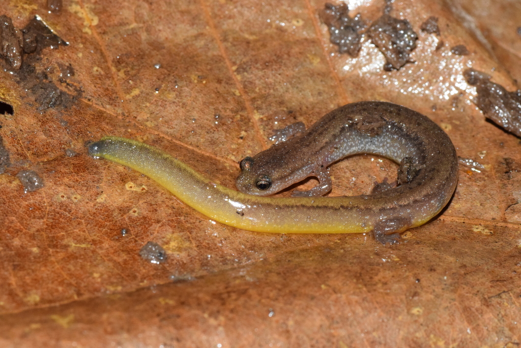 Many-Ribbed Salamander