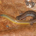 Many-ribbed Salamander - Photo (c) Luke Pearson, some rights reserved (CC BY-NC), uploaded by Luke Pearson