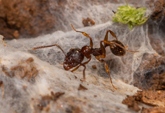 Aphaenogaster subterranea