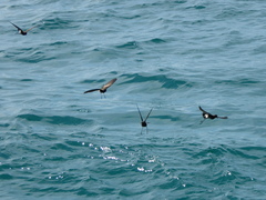 Oceanites gracilis