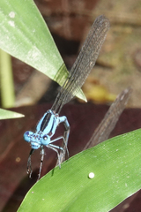 Argia fissa