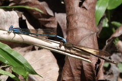 Argia fissa