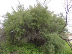 Condalia globosa