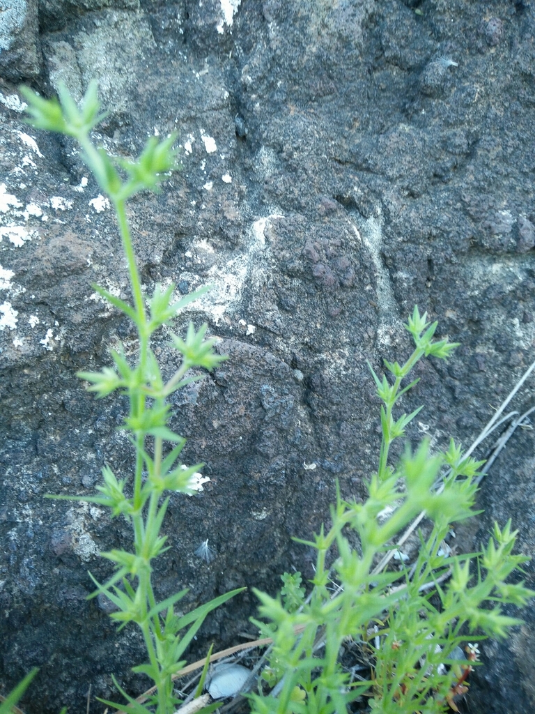Minuartia decipiens