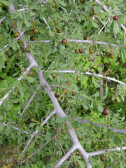 Condalia globosa