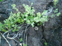 Galium judaicum