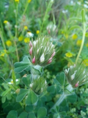 Trifolium stellatum