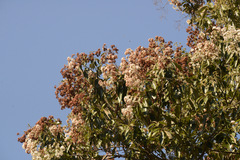 Cordia trichotoma