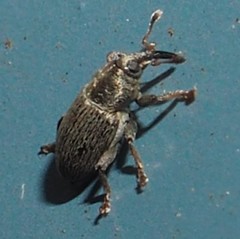 Tychius