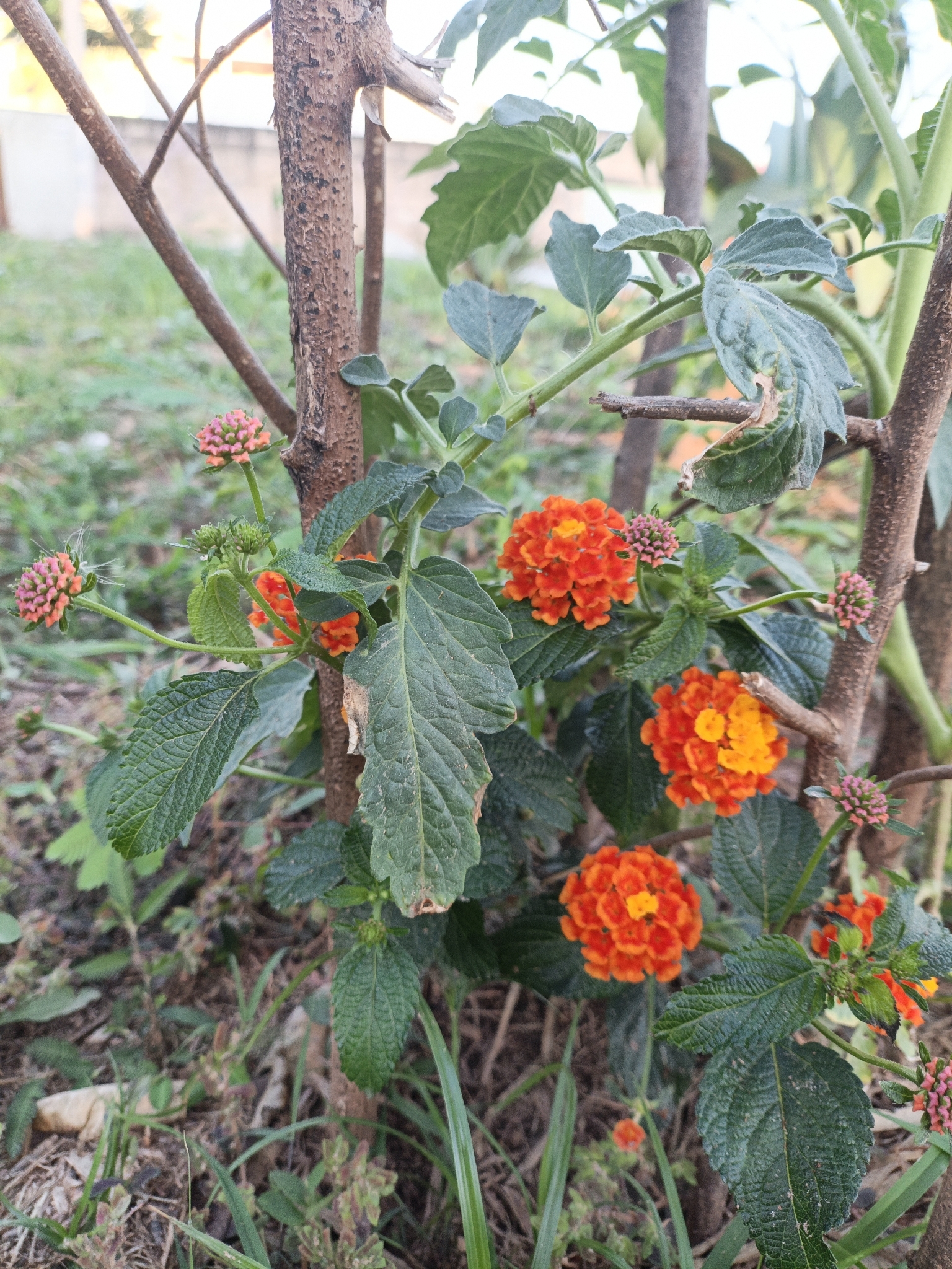 Lantana camara