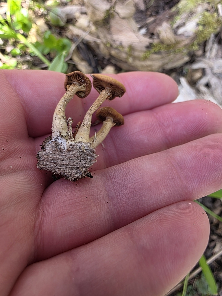 Galerina marginata · April 2026 · photo: © kristinpiston (iNaturalist, cc0)