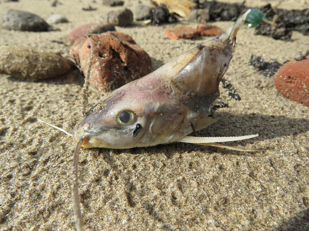 Iheringichthys labrosus