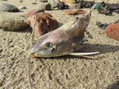 Iheringichthys labrosus