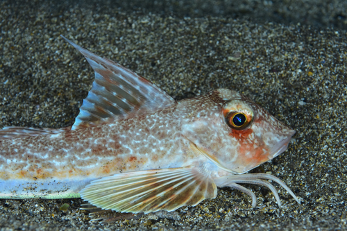 Longfin gurnard (Chelidonichthys obscurus) — Triglidae — 3