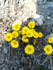 Tussilago farfara