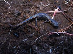 Pseudoeurycea melanomolga