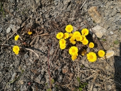 Tussilago farfara