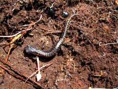 Pseudoeurycea melanomolga