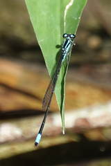 Acanthagrion trilobatum