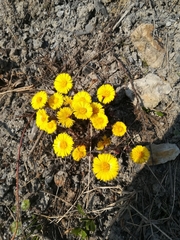 Tussilago farfara