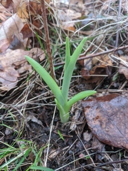 Hemerocallis fulva