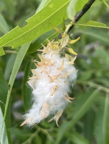 Salix caroliniana, photograph 4