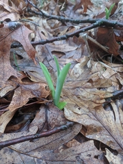Hemerocallis fulva