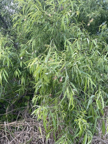 Salix caroliniana, photograph 5