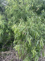 Salix caroliniana, photograph (c) Nathaniel Isabella, some rights reserved (CC BY)
