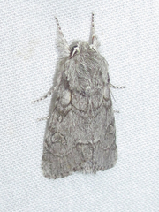 Acronicta tota