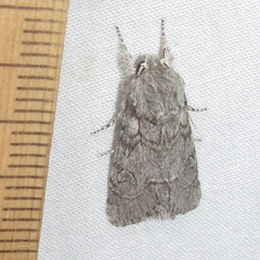 Acronicta tota