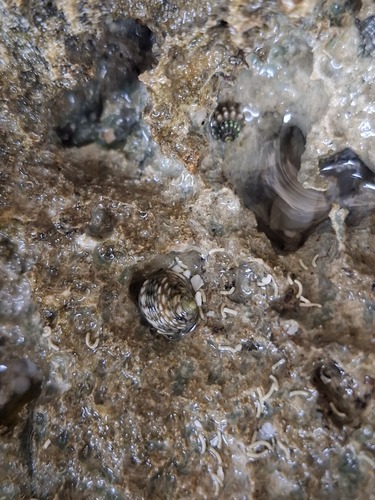 Nerita helicinoides, 2026-04-19