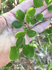 Vaccinium arboreum image
