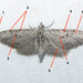 Eupithecia bolterii - Photo (c) Chuck Sexton, algunos derechos reservados (CC BY-NC), subido por Chuck Sexton